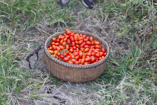 Temporada de cosecha de tomates cherry en Camboya