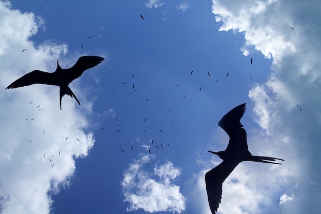 Temporada de cría de silueta de ave fragata