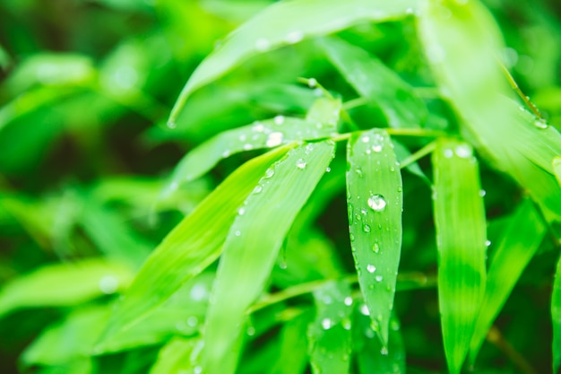 Temporada de chuva. gotas de chuva na folha verde da planta de bambu fundo bonito da natureza