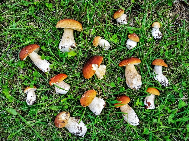 Temporada de colheita de cogumelos Leccinum Leccinum manzanitae cogumelos dispostos lindamente na grama verde