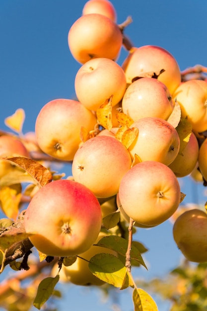 Temporada de colheita de maçãs de outono. Conceito de colheita rica. Maçãs amarelas frutas maduras no fundo do céu do ramo. Colheita de maçãs no outono. Jardinagem e colheita. Fazenda ou jardim de colheitas de maçã orgânica.