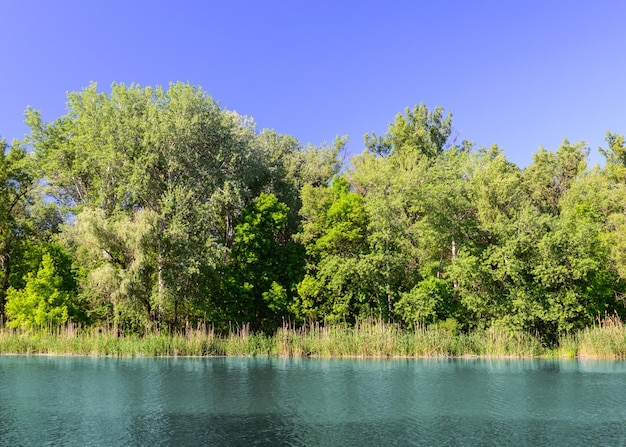 Temporada de conceito. Paisagem da floresta no rio