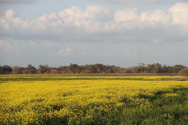 Temporada de flores silvestres em San Joaquin Wildlife Preserve Califórnia