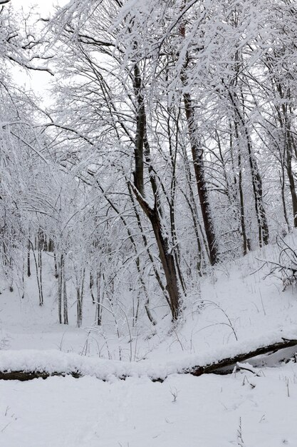 Temporada de inverno na floresta ou no parque com árvores nuas, árvores de folha caduca sem folhagens na neve após nevascas e nevascas