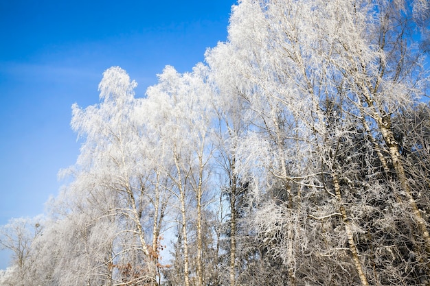 Temporada de inverno na floresta