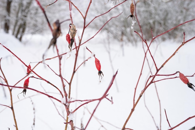 Temporada de inverno nevado na natureza, neve congelada fresca e flocos de neve cobertos de ramos de roseira brava com bagas de frutas vermelhas no dia gelado de inverno na floresta ou jardim clima frio tempo de natal