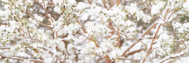 Temporada de inverno nevado na natureza neve fresca congelada e flocos de neve cobertos de abeto ou abeto ou galhos de pinheiro no dia gelado de inverno na floresta ou jardim clima frio banner de natal