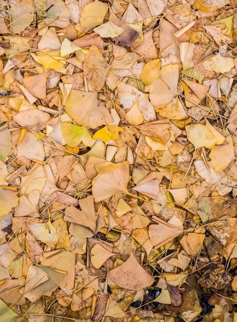 Temporada de outono, fundo de folhas naturais e textura