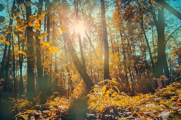 Temporada de outono na floresta no dia ensolarado Luz do sol passando entre as árvores de outono