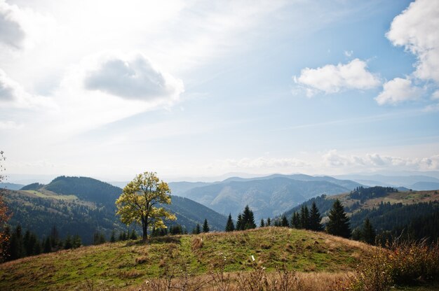 Temporada de outono nas montanhas. árvore sozinha. cárpatos, ucrânia. vista majestosa.