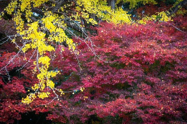 Temporada de outono no Japão