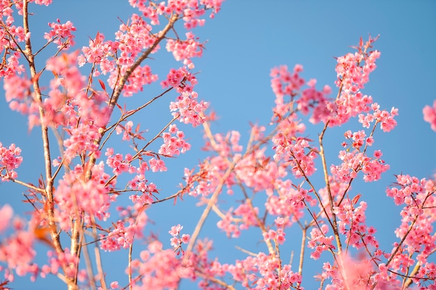 temporada de phulomlo zakura Flor de cerejeira rosa na Tailândia