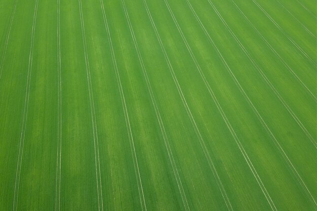 Temporada de primavera de campo verde. Vista aérea. Trigo.