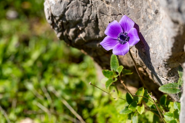 Temporada de primavera; flores silvestres; Anêmona (Anêmona coronaria)