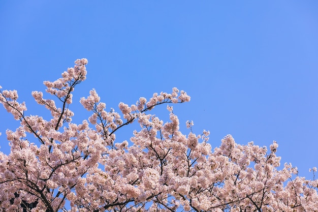 temporada de flor de sakura rosa en Japón