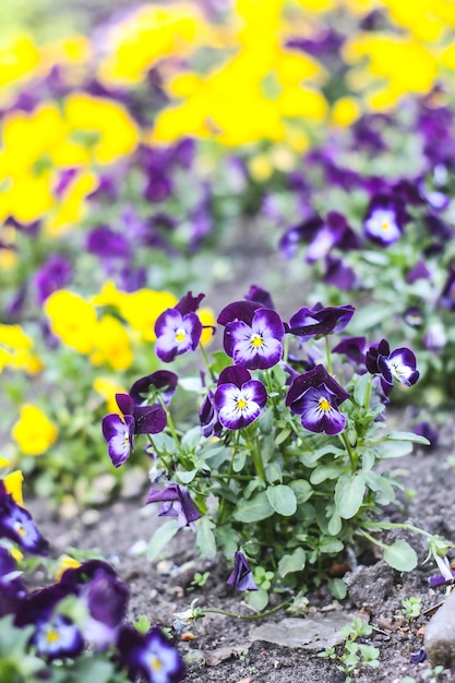 Temporada de floración de primavera en parque público urbano