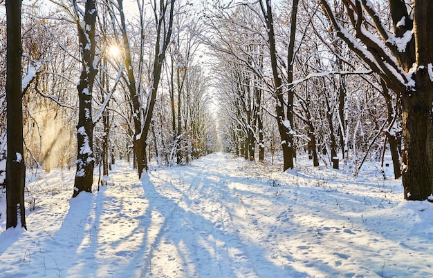 Temporada. Floresta de inverno coberta de neve