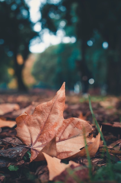 Temporada de hermosas hojas de otoño, paisaje.