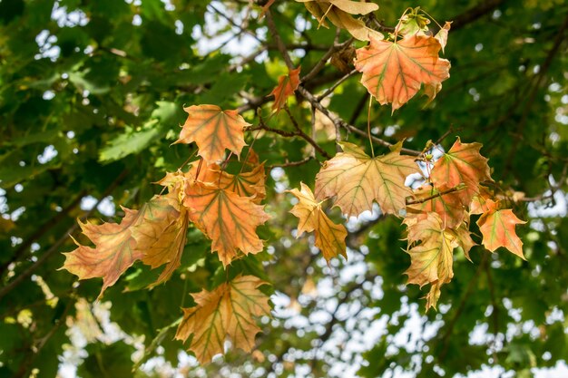 Temporada de hermosas hojas de otoño