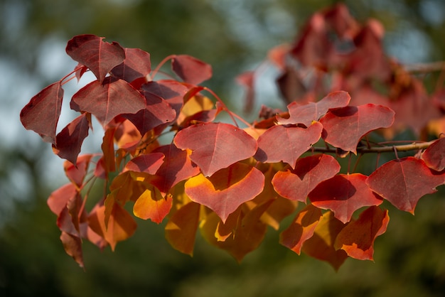 Temporada de hermosas hojas de otoño