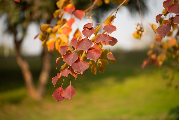 Temporada de hermosas hojas de otoño