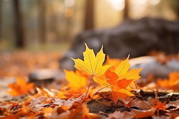 Temporada de hermosas hojas de otoño