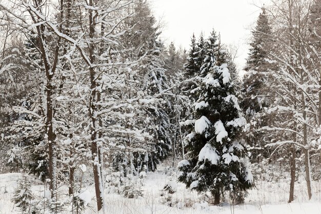 Temporada de invierno del año en el bosque.