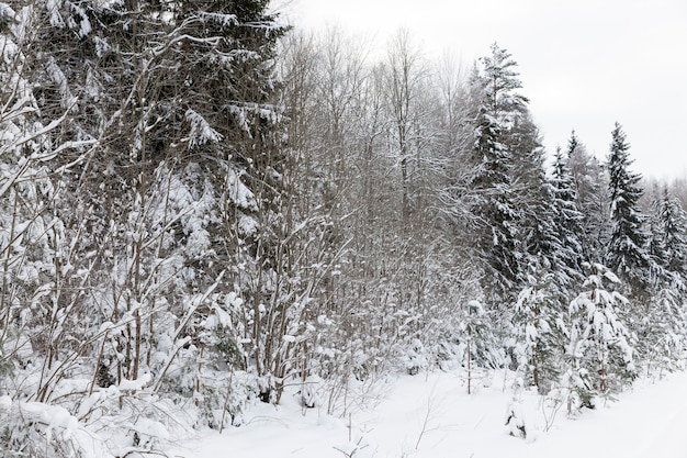 Temporada de invierno del año en el bosque.