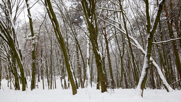 Temporada de invierno del año con un parque brillante donde los árboles y el suelo están cubiertos de nieve profunda