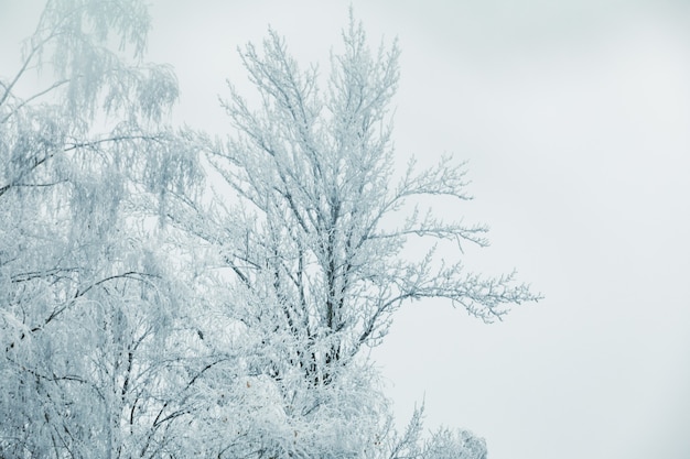 Temporada de invierno árboles blancos congelados espacio de copia