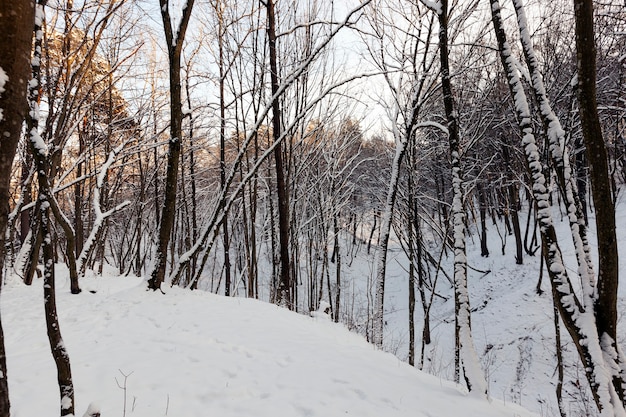 temporada de invierno en el bosque