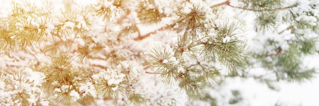 Temporada de invierno nevada en la naturaleza nieve congelada fresca y copos de nieve cubiertos de abeto o ramas de pino en el día de invierno helado en el bosque o jardín clima frío navidad tiempo banner bengala