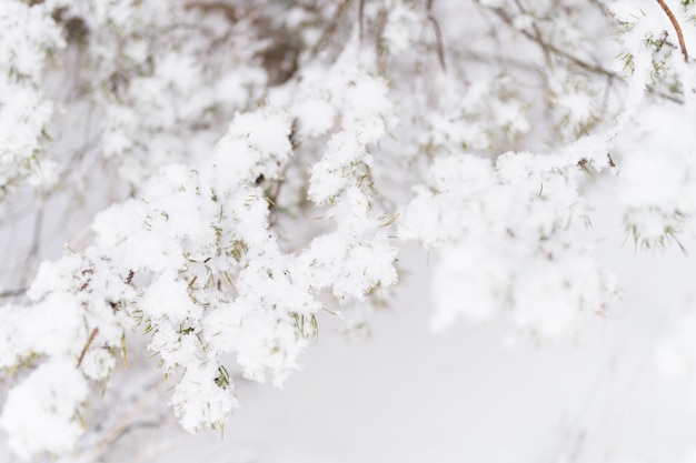 Temporada de invierno nevada en la naturaleza nieve congelada fresca y copos de nieve cubiertos de abeto o ramas de pino en el día de invierno helado en el bosque o jardín clima frío tiempo de navidad