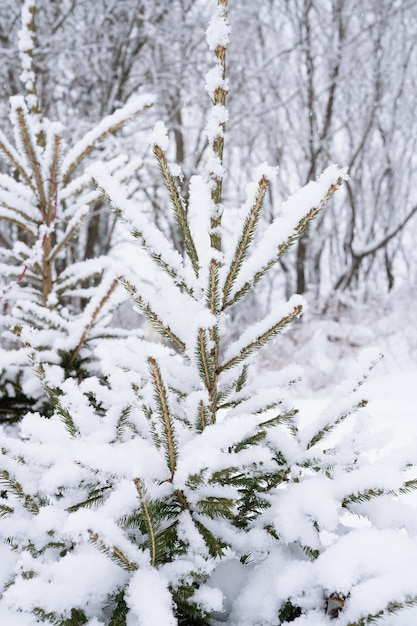 Temporada de invierno nevada en la naturaleza nieve congelada fresca y copos de nieve cubiertos de abeto o ramas de pino en el día de invierno helado en el bosque o jardín clima frío tiempo de navidad