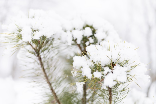 Temporada de invierno nevada en la naturaleza nieve congelada fresca y copos de nieve cubiertos de abeto o ramas de pino en el día de invierno helado en el bosque o jardín clima frío tiempo de navidad