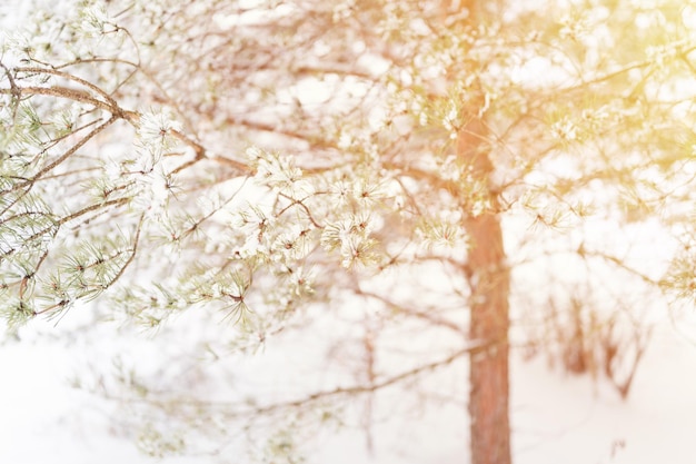 Temporada de invierno nevada en la naturaleza nieve congelada fresca helada y copos de nieve cubiertos de abeto o ramas de pino en el día de invierno helado en el bosque o jardín clima frío bengala navideña