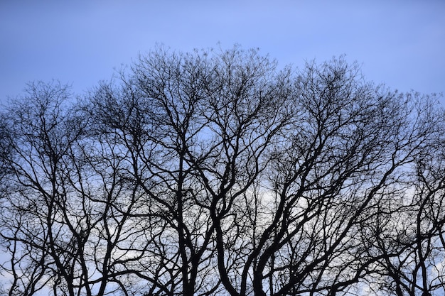 Temporada de invierno u otoño, árbol con ramas desnudas.