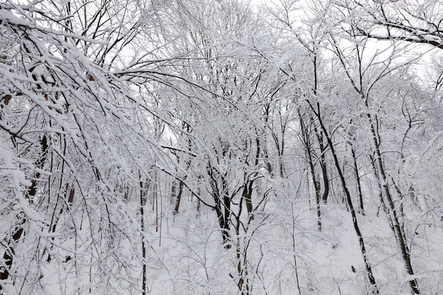 temporada de invierno