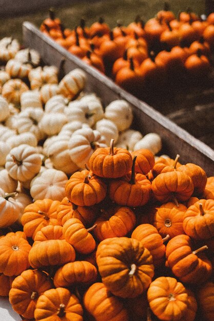 temporada octubre cesta follaje al aire libre naranja