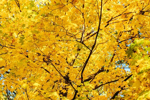 Temporada de otoño de árbol de arce amarillo