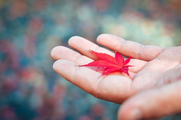 Temporada de otoño de árboles y hojas en Japón