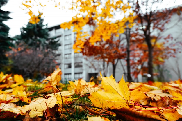 Temporada de otoño de árboles y hojas.