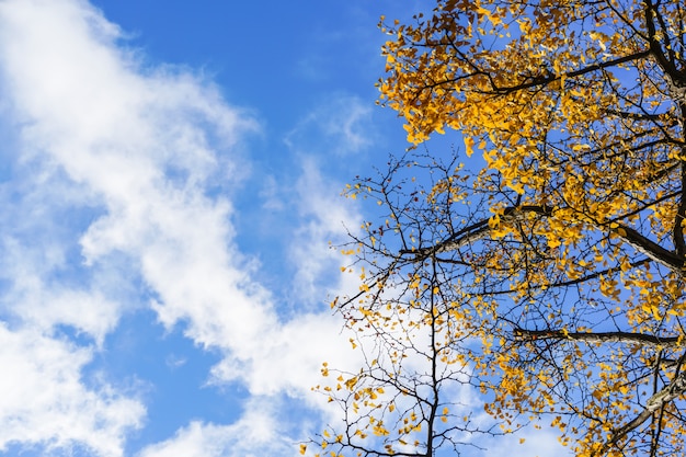 Temporada de otoño de árboles y hojas.