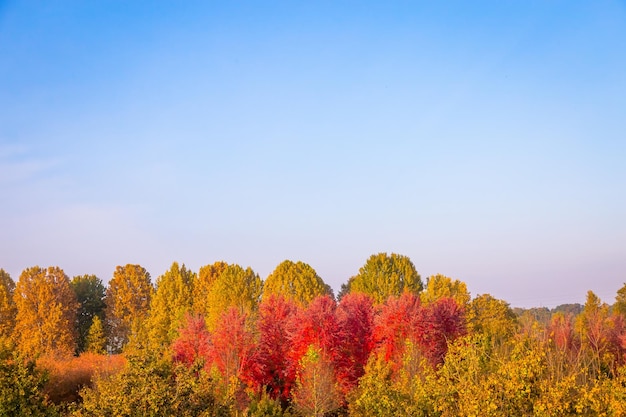 Temporada de otoño con cielo azul y luz de día increíble