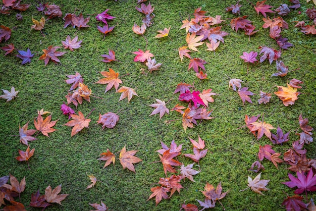 Foto temporada de otoño en japón