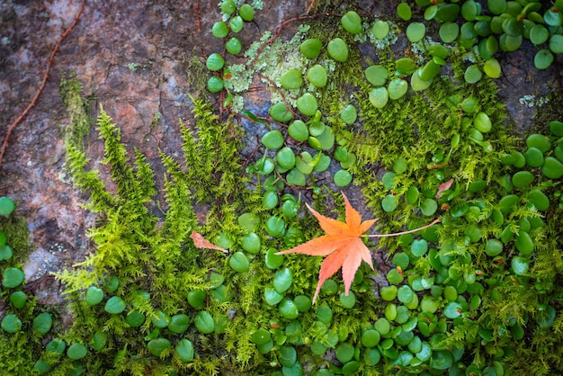 Foto temporada de otoño en japón