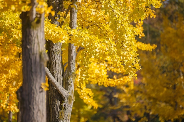 Temporada de otoño en Japón