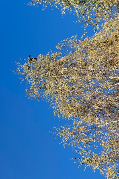 Temporada de otoño en el parque el follaje.