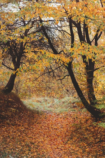 Temporada de otoño ramas de los árboles de arce con hojas amarillas espacio de copia