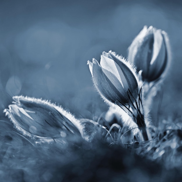 Temporada de primavera Bellamente flores de primavera floreciendo pasque flor en la puesta de sol con un fondo de color natural Pulsatilla grandis